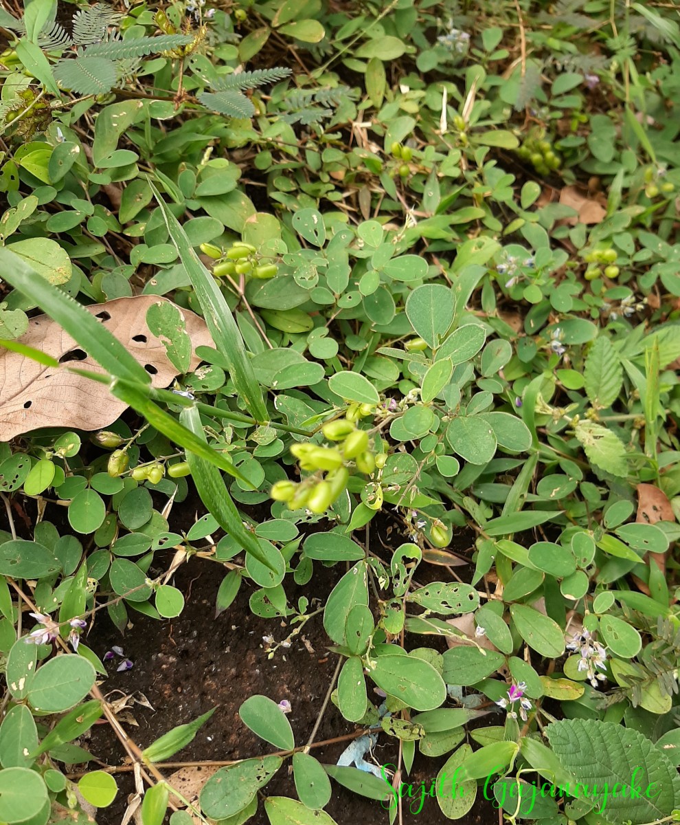 Pycnospora lutescens (Poir.) Schindl.